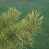 Scotch Pine #5 - Image 2